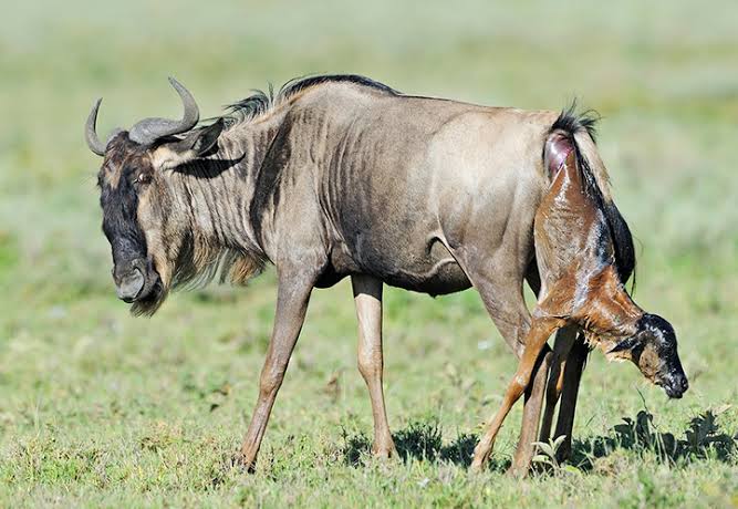 Calving Season: January and February