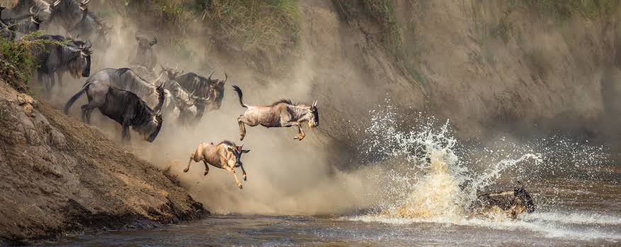 The Mara River Crossings: July and August
