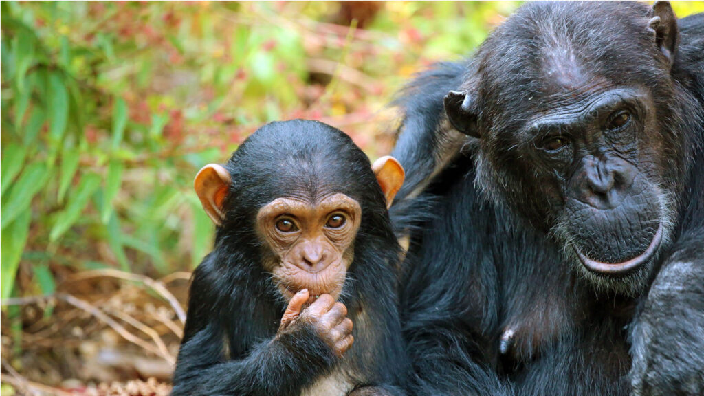 Tracking Chimpanzees in Mahale Mountains National Park