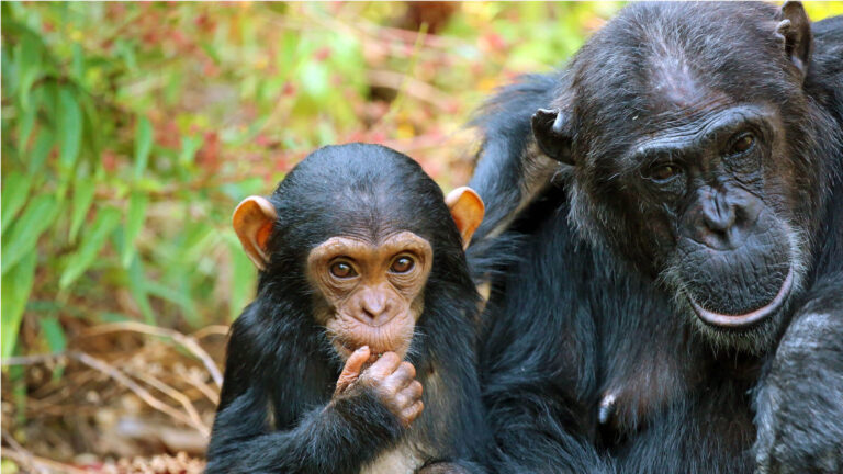 Tracking Chimpanzees in Mahale Mountains National Park