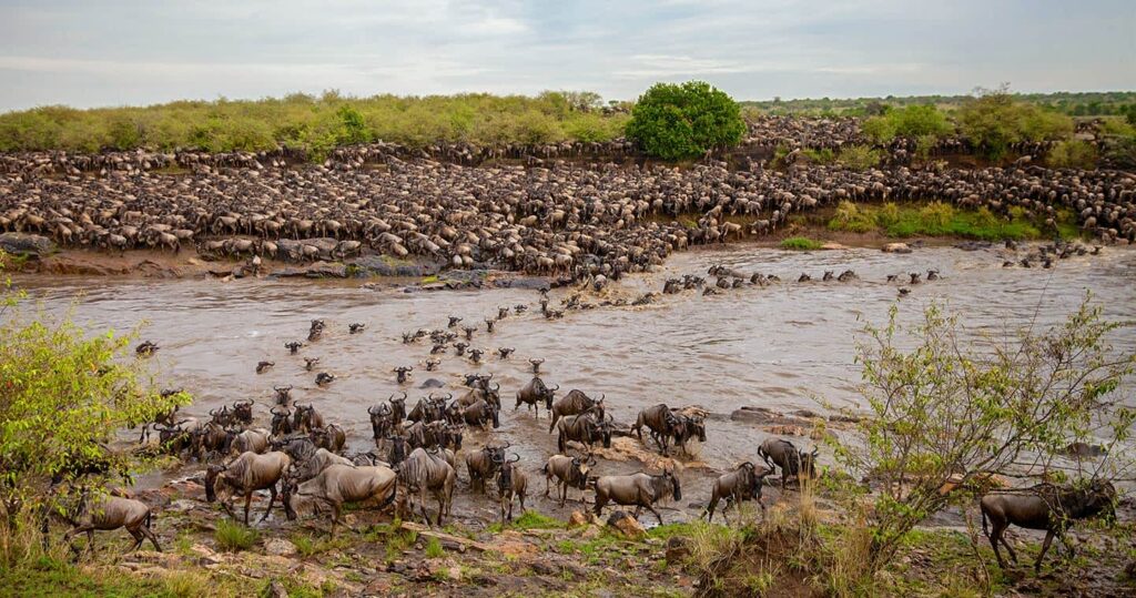 Serengeti: Mara River Crossings