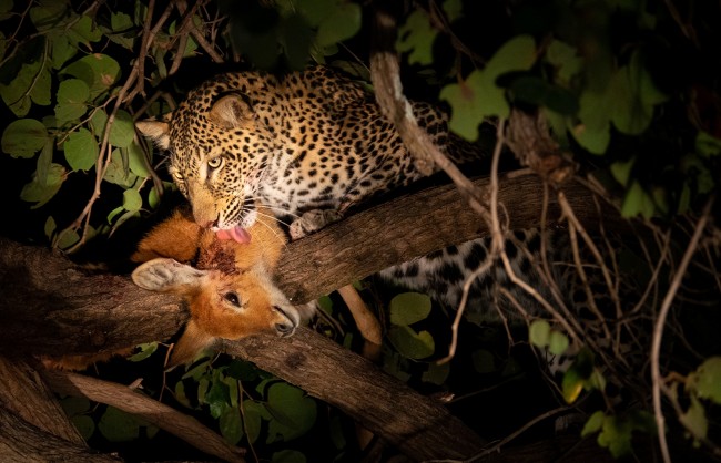 Spotting Nocturnal Predators: Night Game Drive Tanzania