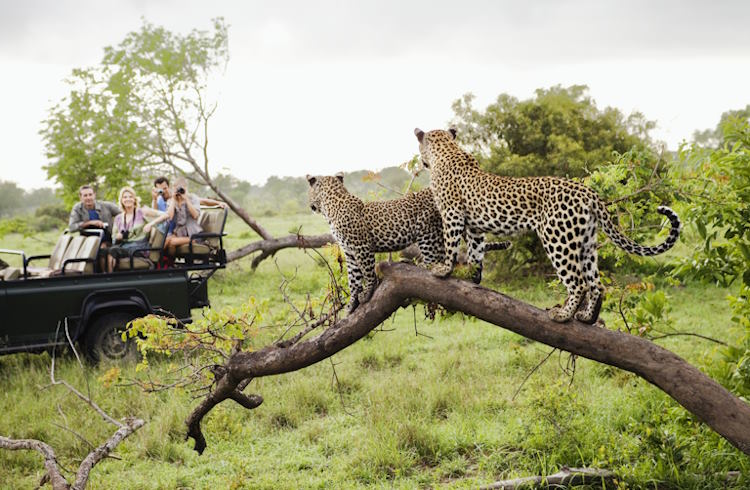Wildlife Safety: The Rules That Keep You Safe