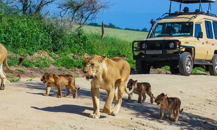 Staying Safe Around Predators: Tanzania Safari Safety Rules