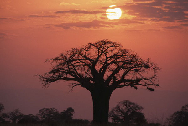 Tarangire: Baobab Silhouettes