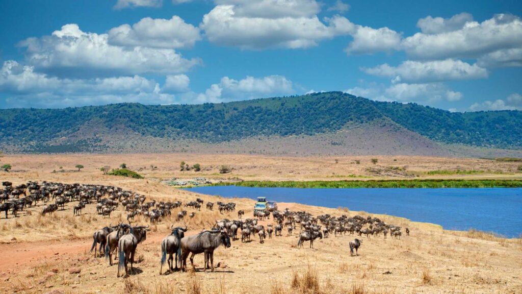 What to Expect on a Morning Ngorongoro Crater Safari