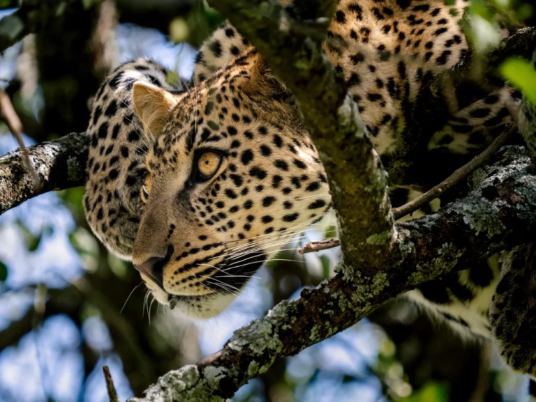 Tanzania Safari Guide 2027: Everything You Need to Know